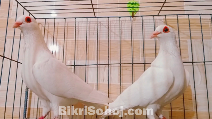 Kobutor, pigeon, কবুতর